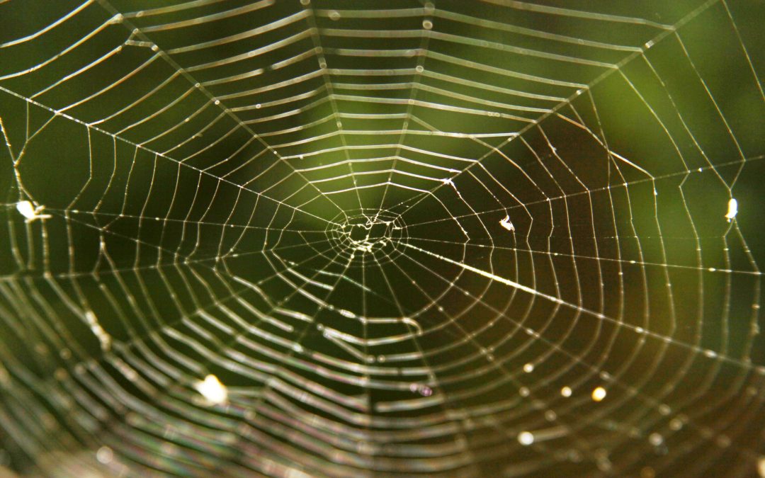 What’s Normal for the Spider is Chaos for the Fly