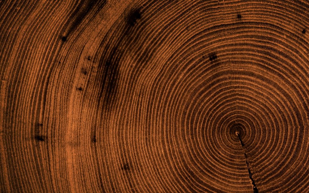 Good Timber: Why the Strongest Men Are Forged in Storms